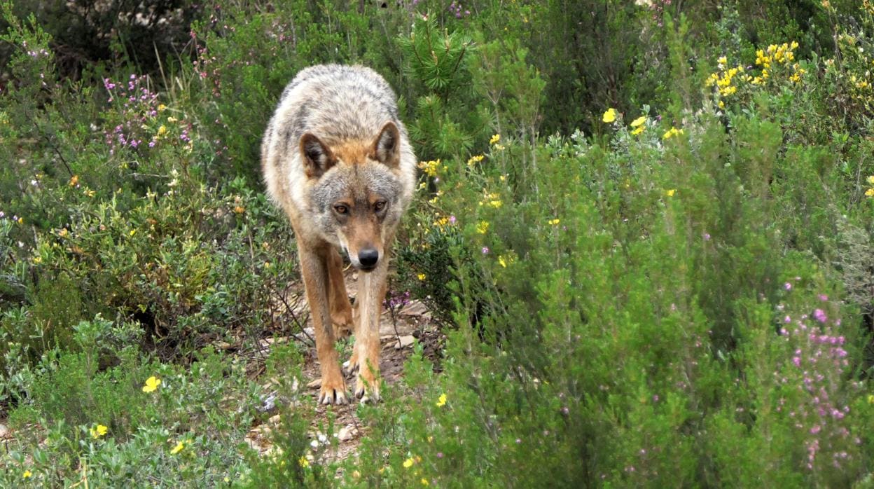 El Gobierno declara al lobo de «máxima protección» al sur del Duero por estar «amenazado»