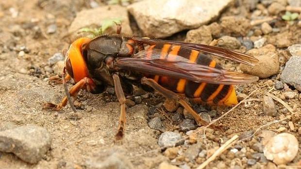 La amenaza por la avispa asiática se dispara tras una primavera cálida