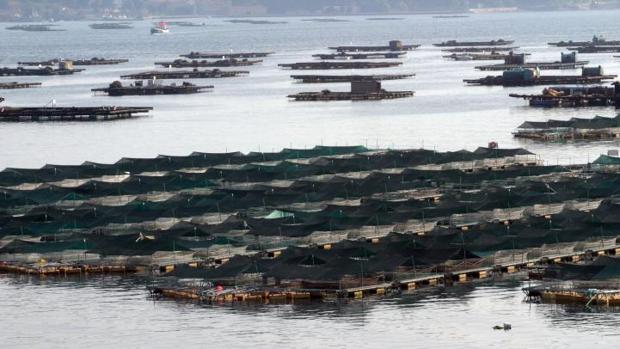 Aparece un cadáver flotando entre bateas en la ría de Vigo