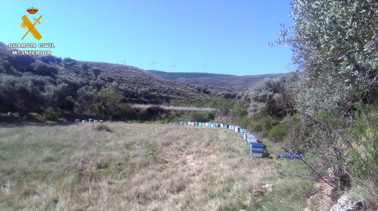 Paraje de Grisel (Tarazona) en el que fueron localizadas las colmenas robadas en Tarazona