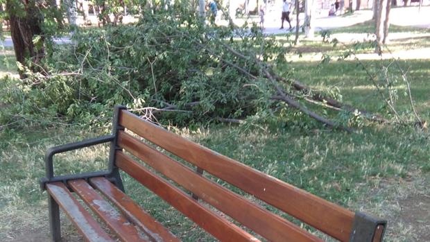 Susto en un parque de Toledo al caer varias ramas de gran tamaño a un metro y medio de un banco