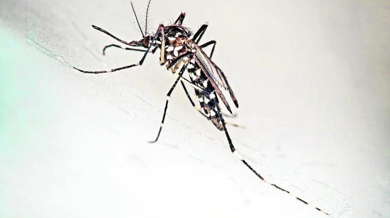 Un mosquito tigre