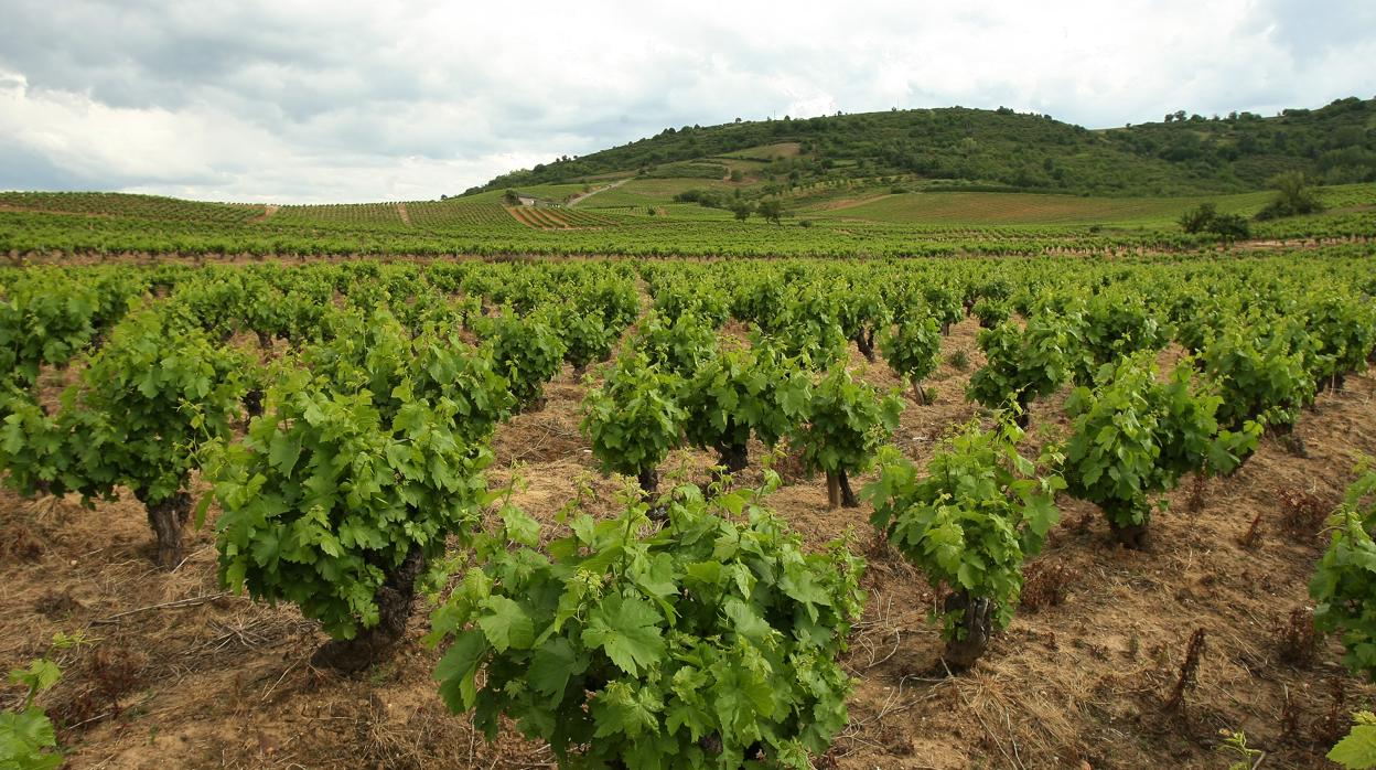 Viñedos de la D.O. Bierzo, en una imagen de archivo