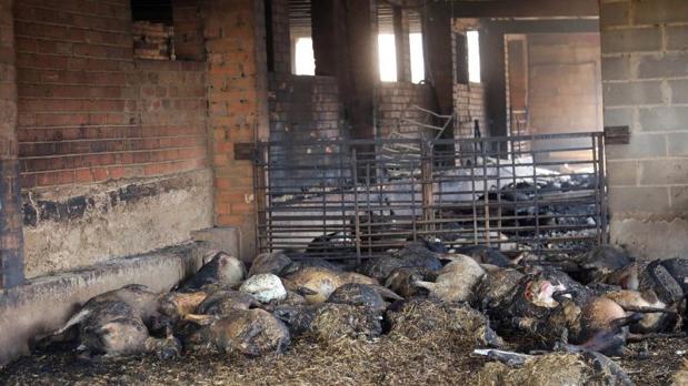 La autocombustión de una pila de estiércol de gallina, origen del fuego de Tarragona