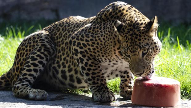 Ola de calor: los animales salvajes combaten las altas temperaturas en Valencia con helados gigantes