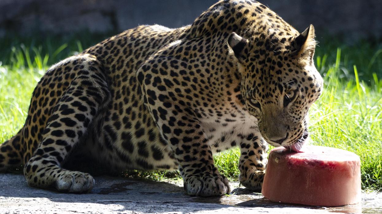 Un leopardo lamiendo un helado gigante