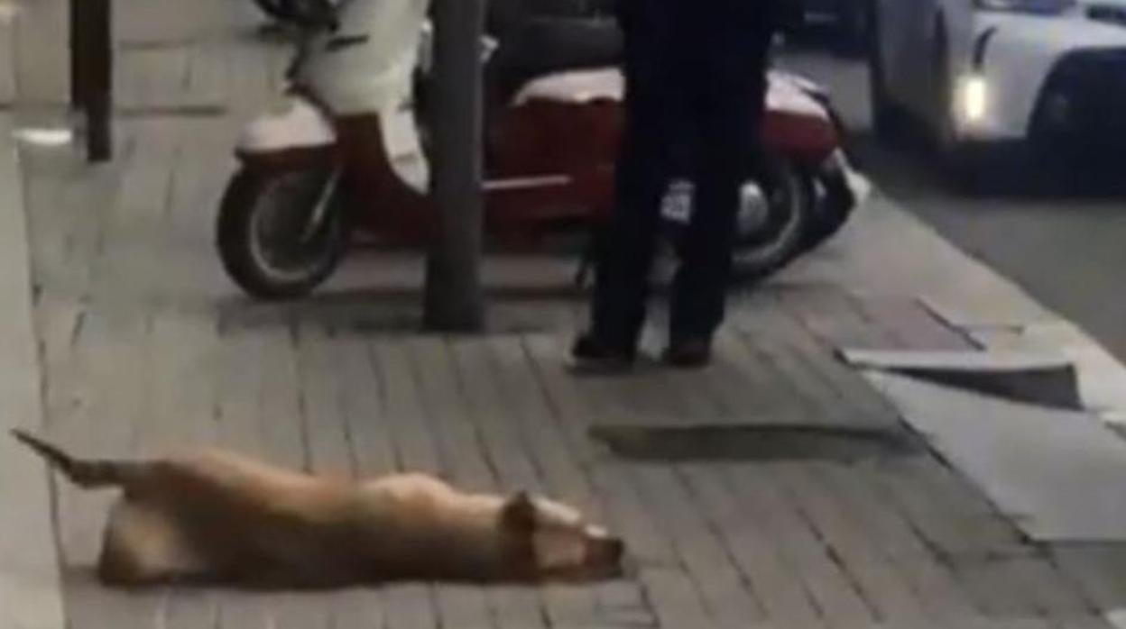 La perra Sota, abatida en las cercanías de la Plaza Espanya de Barcelona