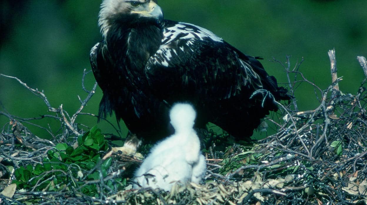 Objetivo ecológico tras el incendio: salvar el nido del águila imperial