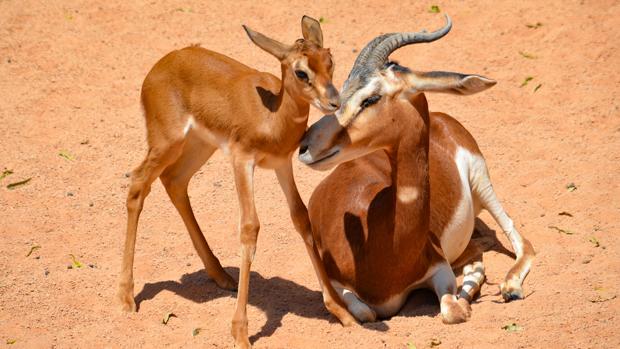 El Bioparc muestra una cría de gacela y dos tortugas gigantes en peligro de extinción