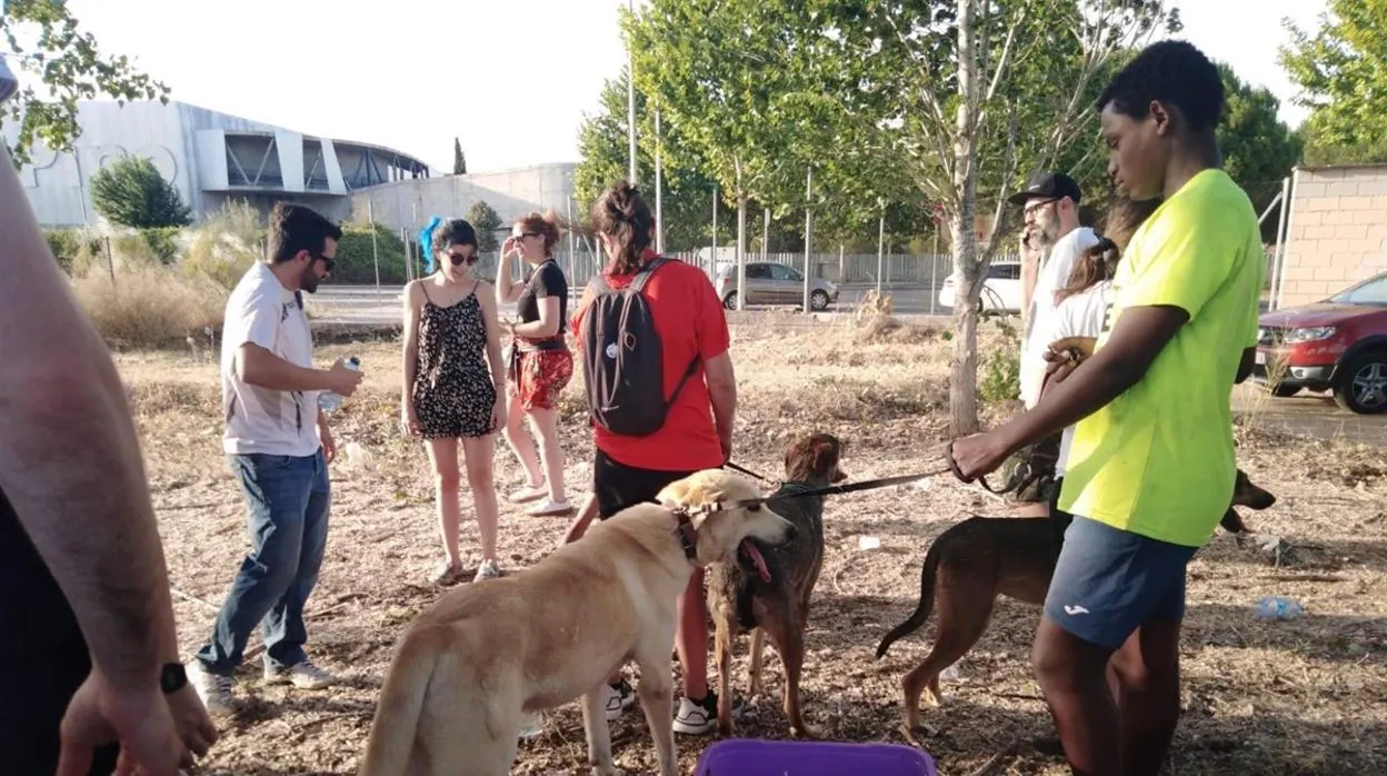 Medio centenar de perros fueron desalojados el viernes del centro de acogida San Bernardo