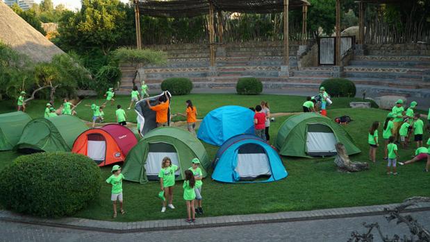 Los niños de la escuela de verano de Bioparc Valencia acampan para «dormir en la sabana»