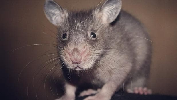 Vídeo: la rata africana que se mima en Canarias