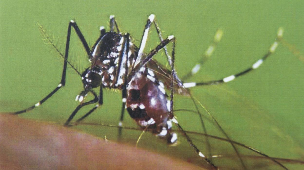 Un ejemplar de mosquito tigre, especie invasora originaria del sudeste asiático
