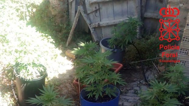 Acude a comprobar los daños de la riada y descubre una plantación de marihuana en su casa