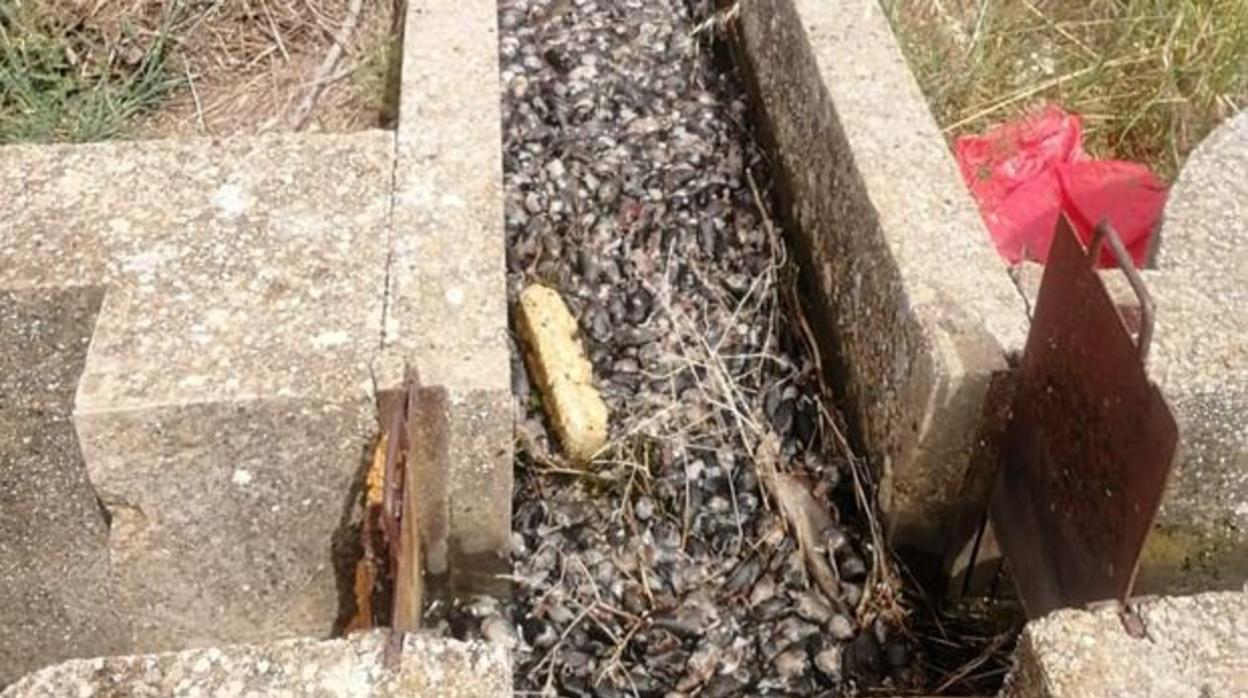 Miles de topillos muertos en un canal en el municipio palentino de Paredes de Nava