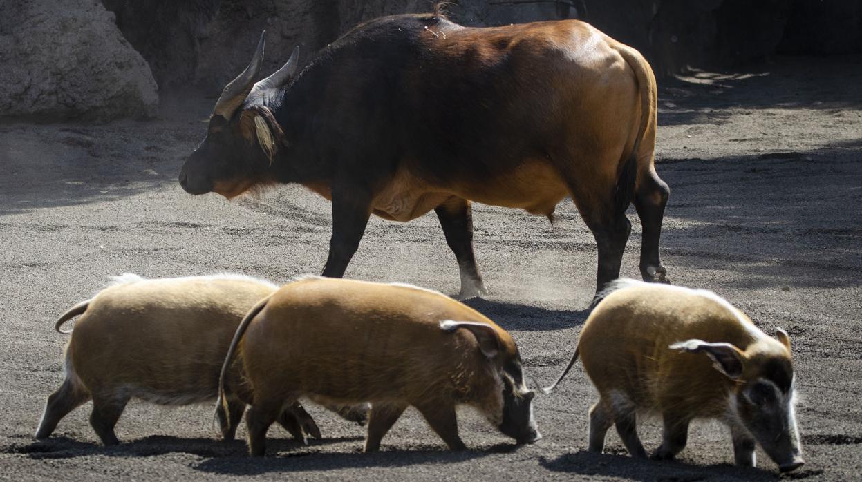 Imagen de tres potamoqueros y un búfalo en el Bioparc de Valencia