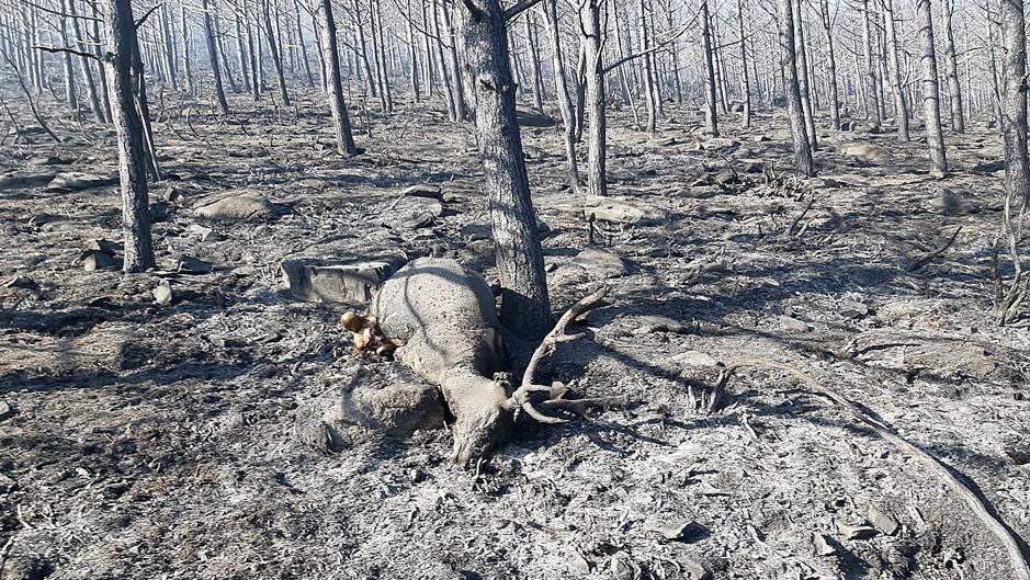 El Ayuntamiento de Sotillo de la Adrada (Ávila) calcula en 300 hectáreas la superficie afectada