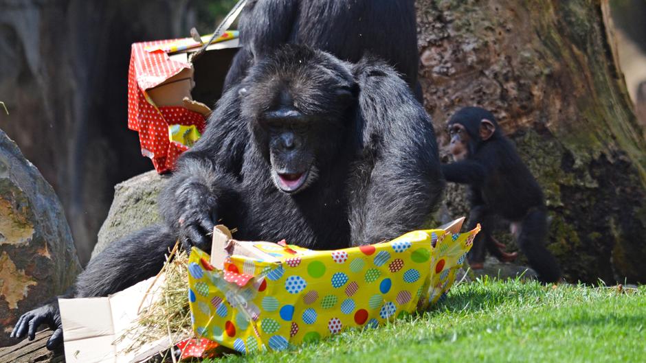 El bebé chimpancé del Bioparc cumple un año convertido en la estrella del parque