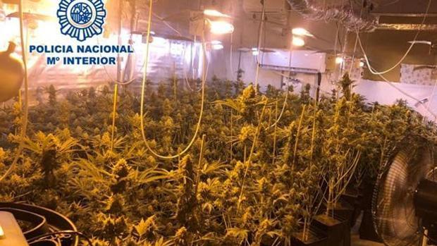 Un teniente alcalde del PP está siendo investigado por su relación con una plantación de marihuana