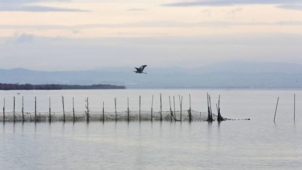 El proyecto «LIFE followers» detecta y erradica una especie invasora en el Parque Natural de la Albufera