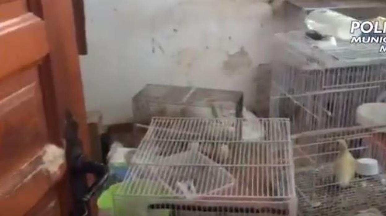 La Policía rescata tres perros y 40 aves de la casa de una mujer que ingresó en el hospital por una caída