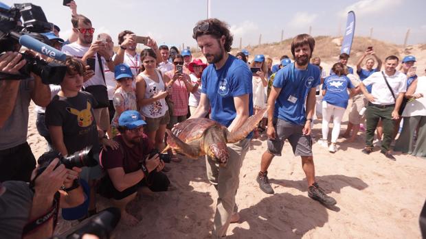 Más de 43 municipios participan en la campaña de tortugas de la Fundación Oceanogràfic