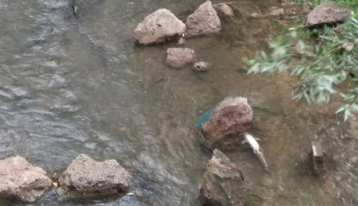Imagen de uno de los peces muertos en el río Esgueva