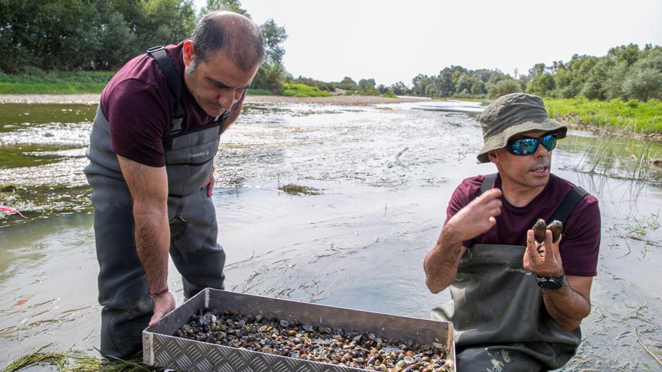 La invasión de la almeja asiática se apodera del Ebro a un ritmo frenético