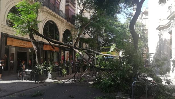 La caída de un árbol obliga a cortar un acceso al Ayuntamiento de Valencia