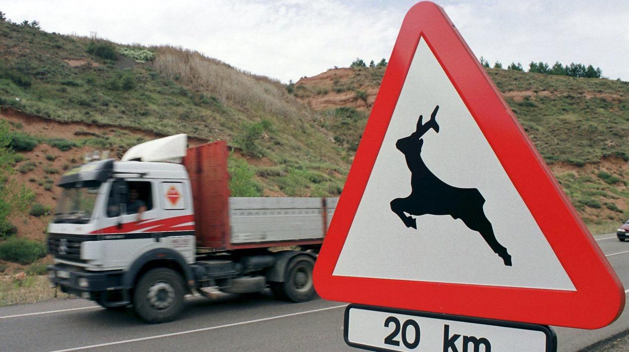 La mayoría de los accidentes estuvieron provocados por corzos, seguidos por los jabalíes y los perros