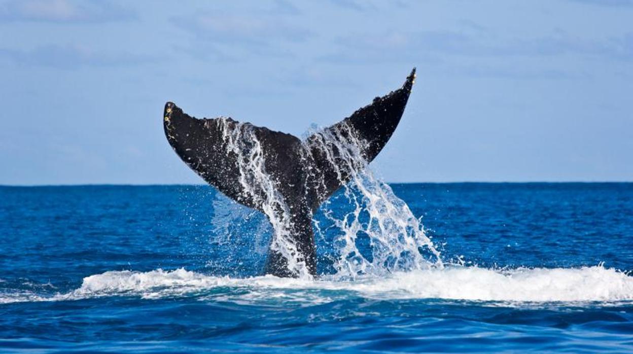 Aparece muerta una ballena en una playa de la localidad lucense de Cervo