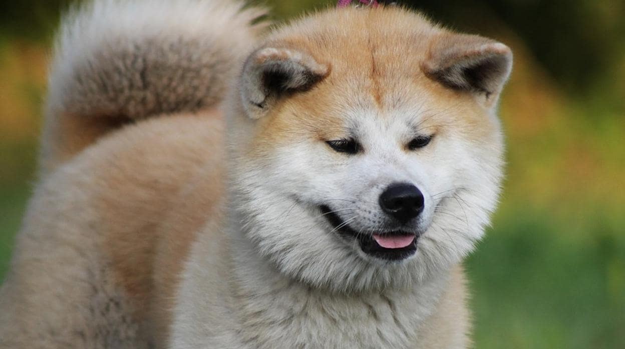Un can de la raza akita inu, en una imagen de archivo