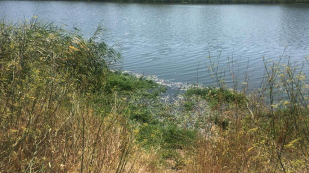 La CHT retira la planta invasora camalote del río Tajo a su paso por Talavera