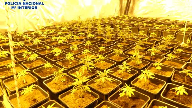 Siete detenidos por cultivar marihuana y envasarla al vacío en varios chalés de Ontígola