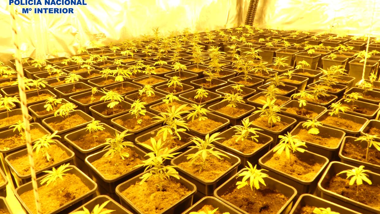 Plantación de marihuana en un chalét de Ontígola