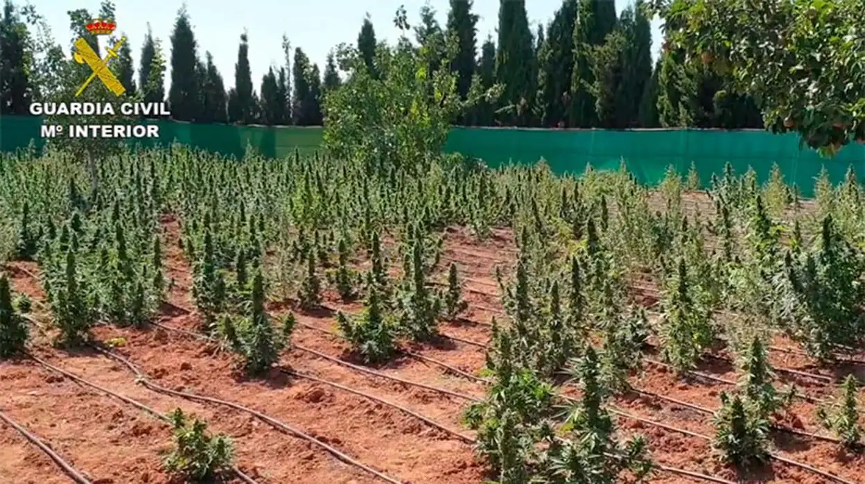 Una de las plantaciones de marihuana descubiertas en la operación «Runica»