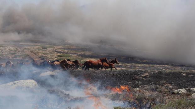 La pericia de un piloto salva a 27 caballos durante el incendio de La Granja