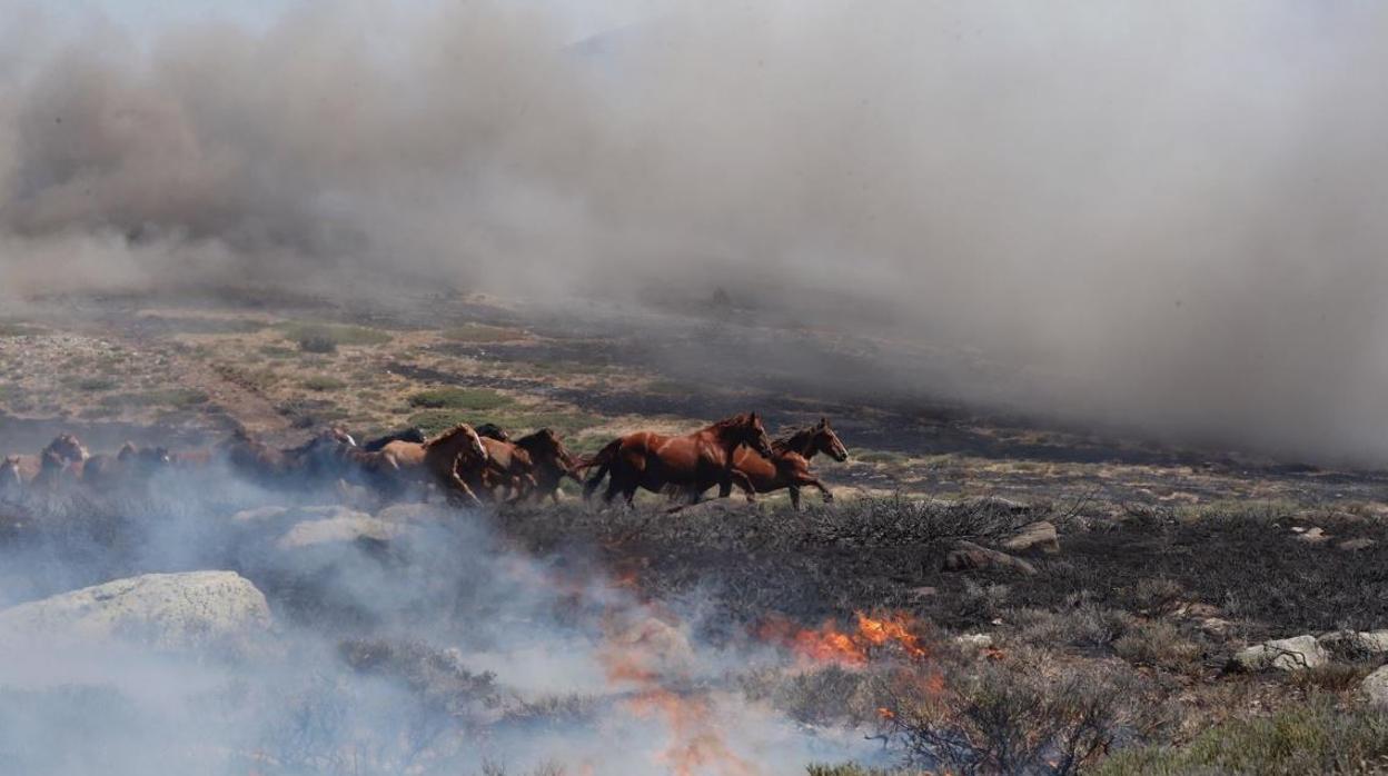 Caballos corren hacia el incendio de la sierra de Madrid