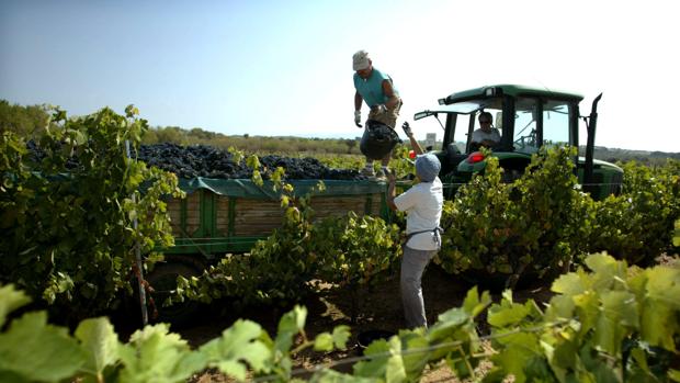 La DO La Mancha espera este año para esta vendimia un 20% menos de uva