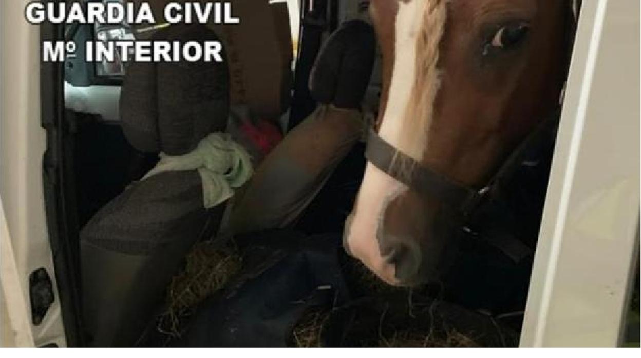 Maltrato animal: llega a Canarias un «póney» en un furgón desde Holanda