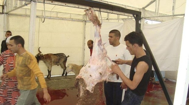 Recogidas más de 60 toneladas de restos de animales por la «Fiesta del Sacrificio del Cordero» de Ceuta