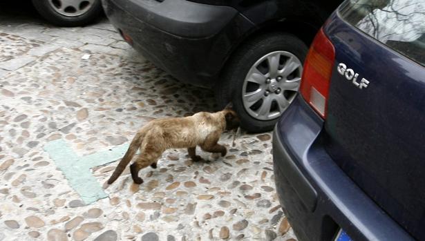 Zamora vigilará las colonias de gatos callejeros tras aparecer ejemplares muertos con signos de maltrato