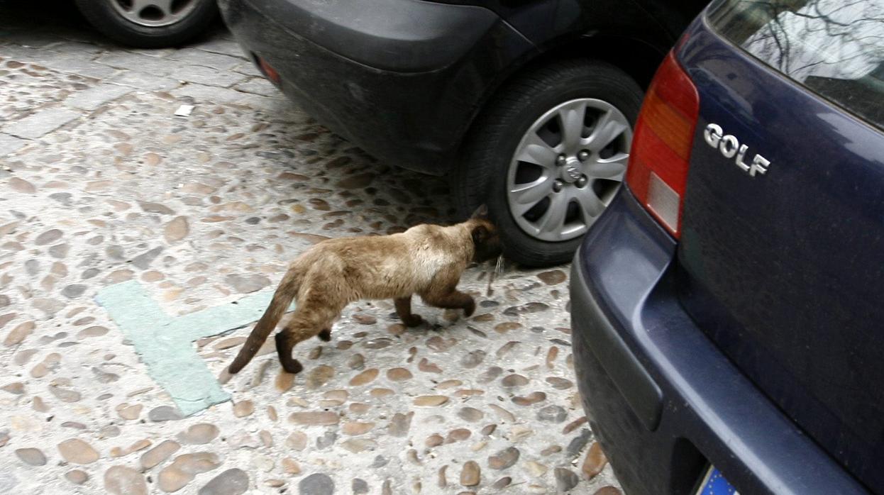 Zamora vigilará las colonias de gatos callejeros tras aparecer ejemplares muertos con signos de maltrato