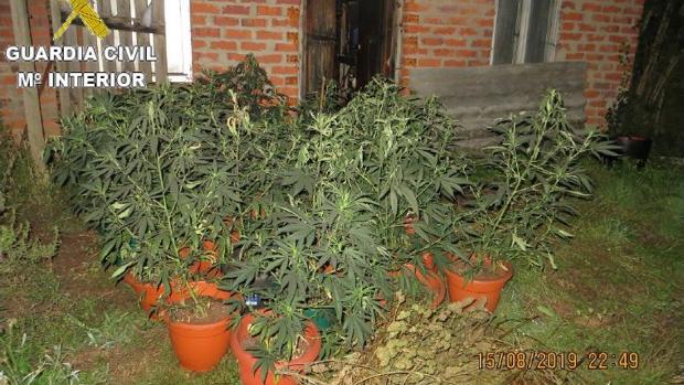 Acuden a sofocar un incendio y descubren una plantación de marihuana