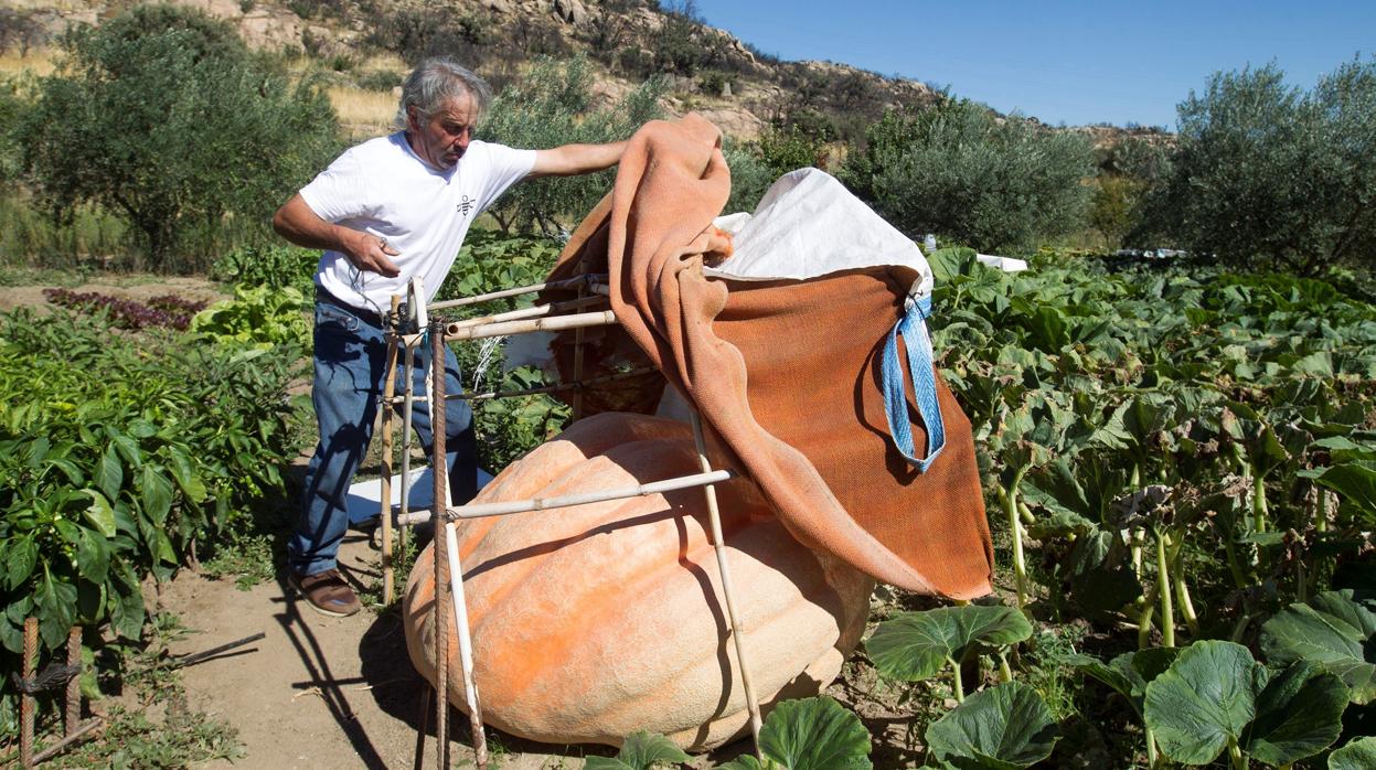 El agricultor de Fermoselle (Zamora) Manuel Ramos, responsable de las calabaceras gigantes