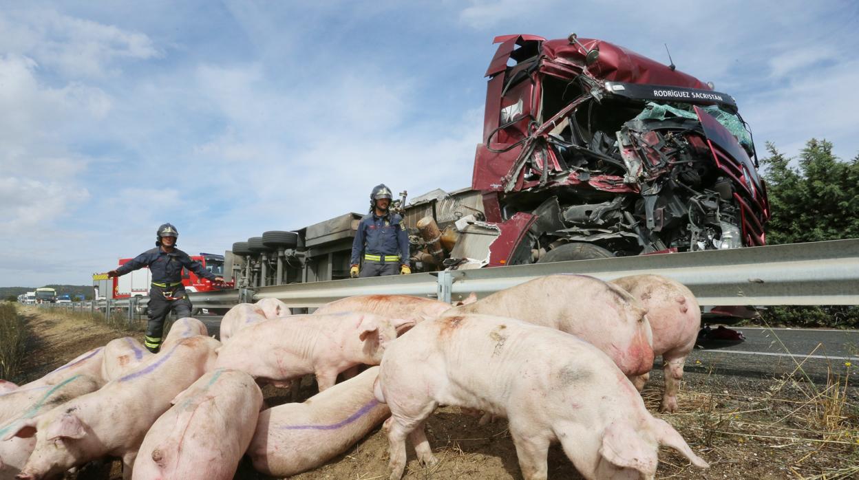 Un camión cargado de cerdos colisiona con un autocar, el vuelco del camión ha provocado que algunos cerdos mueran y otros deambulen por la cuneta