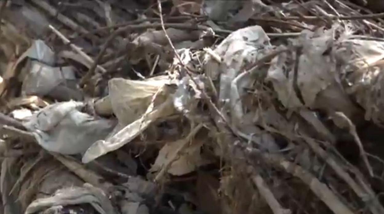 Acumulación de toallitas entre las ramas de los árboles a orillas del río Jarama