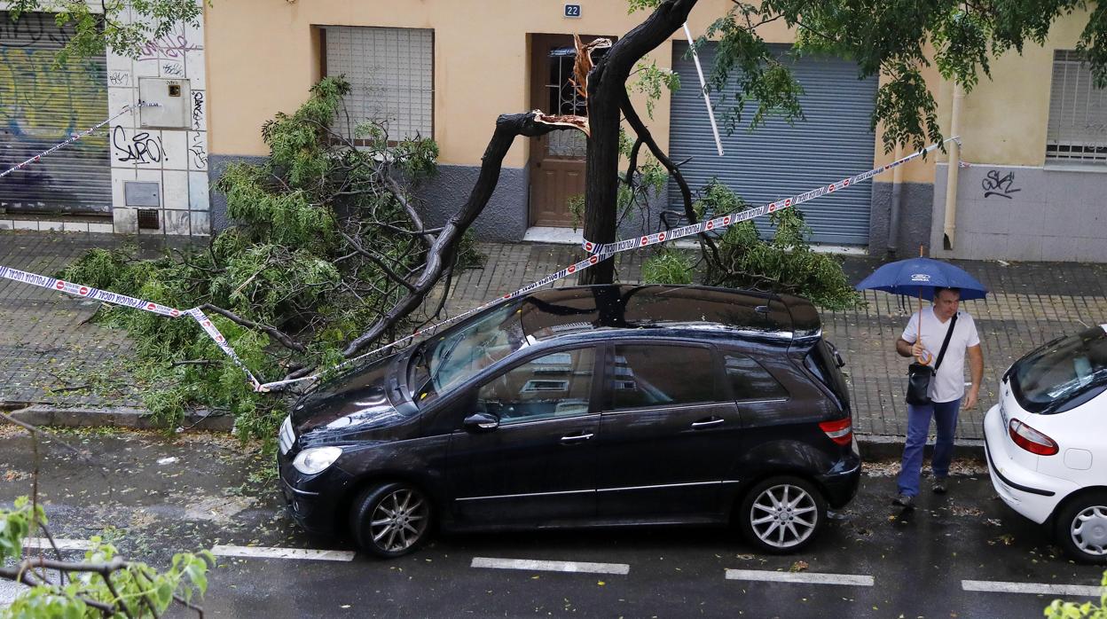 Imagen del desprendimiento de una rama en la calle Santo Domingo de Alicante