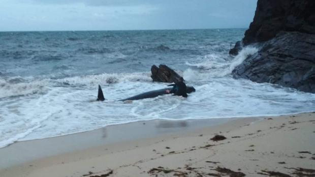 Aparece muerta la ballena que había sido rescatada por varios vecinos de Foz