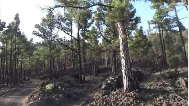 Vídeo: así se regenera el pino del incendio de Gran Canaria